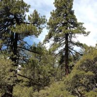 Chorro Springs Campground ico