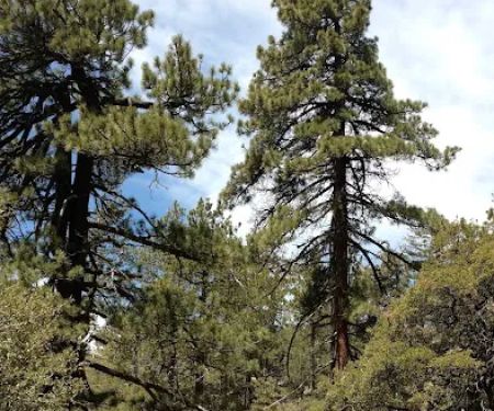Chorro Springs Campground