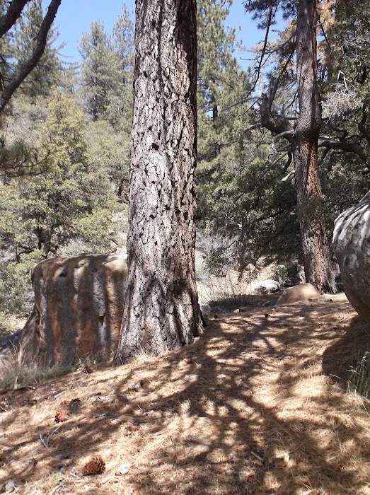 Chorro Springs Campground Picture 7