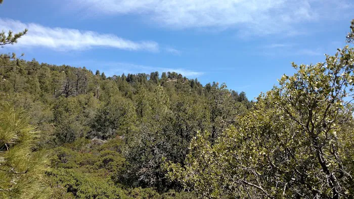 Chorro Springs Campground Picture 6