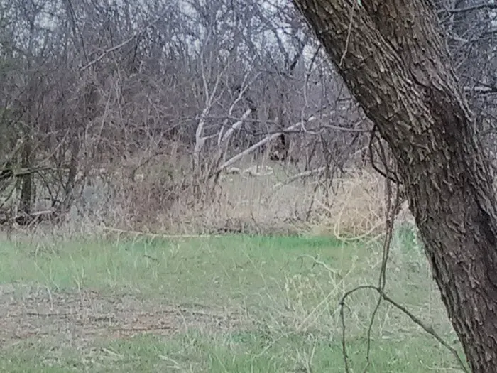 Big Tree Mobile Home Park Picture 1