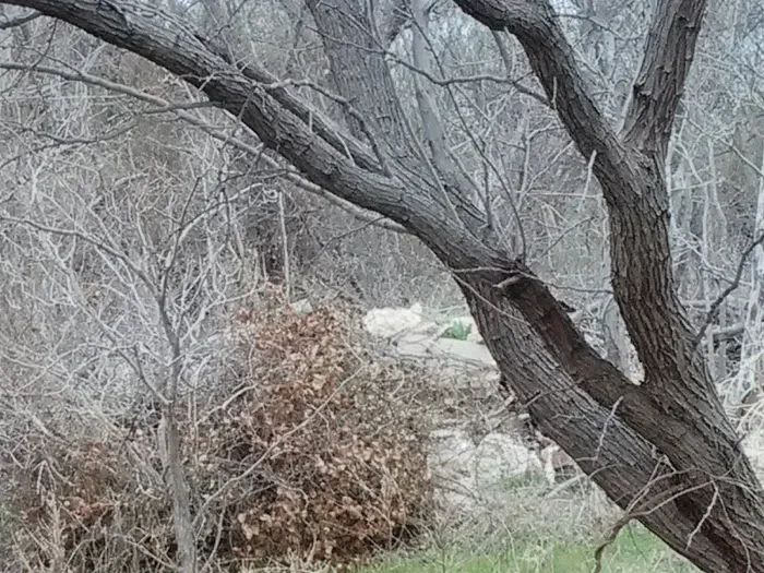 Big Tree Mobile Home Park Picture 5