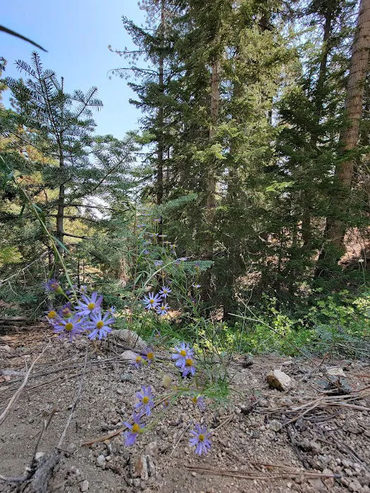 McGill Campground Picture 10