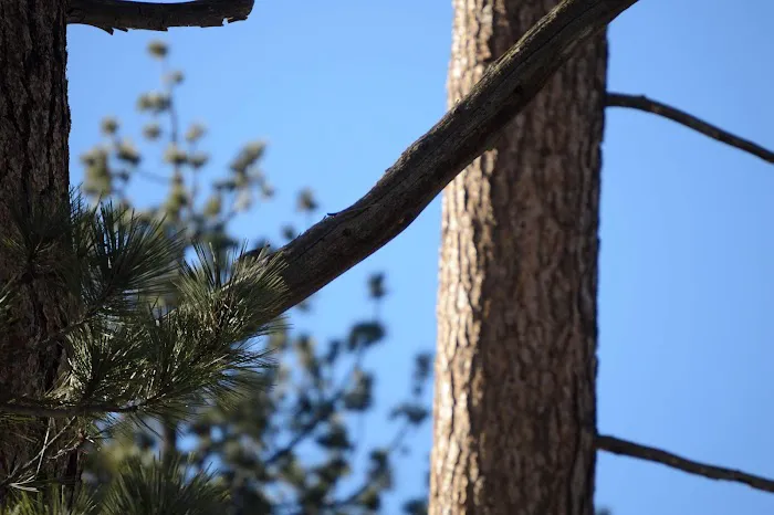 Mount Pinos Campground Picture 7