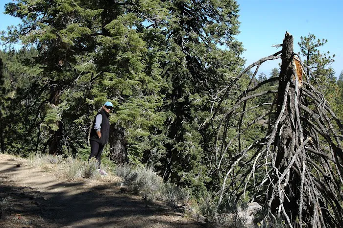 Mount Pinos Campground Picture 5