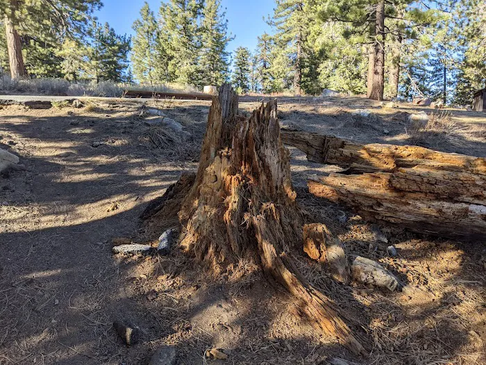 Mount Pinos Campground Picture 6