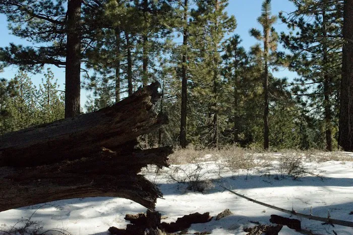 Mount Pinos Campground Picture 9