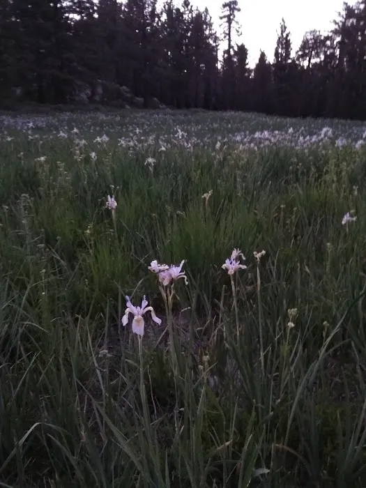 Chula Vista Walk-In Campground Picture 6
