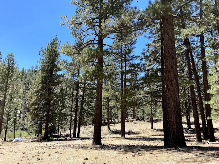 Lily Meadows Campground Picture 3