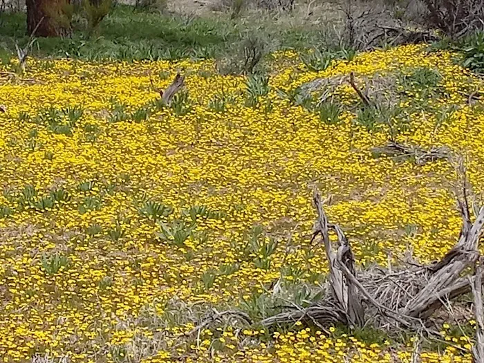 Dome Spring Campground Picture 4