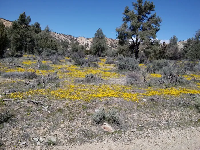 Dome Spring Campground Picture 8