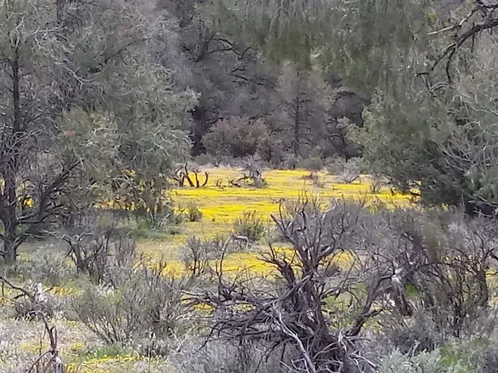 Dome Spring Campground Picture 9