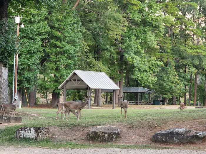 Armadillo Circle Picture 8
