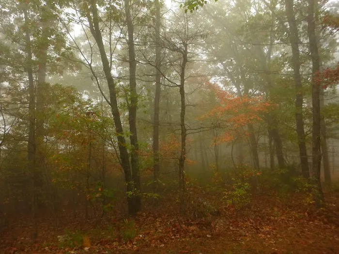 Winding Stair Campground Picture 6