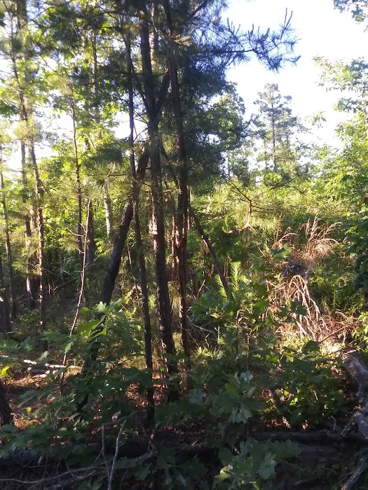 Winding Stair Campground Picture 9