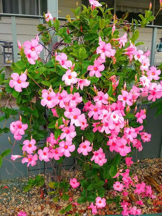 Riverside Country Club Mobile Picture 5