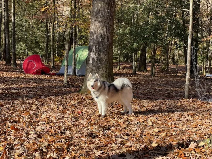 Grapevine Campground Picture 6