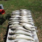 Bluebonnet Cove Casitas & RV Park