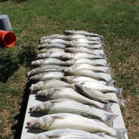 Bluebonnet Cove Casitas & RV Park ico