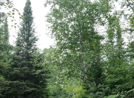 Flour Lake Campground