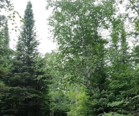 Flour Lake Campground
