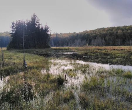 Hazel Camp