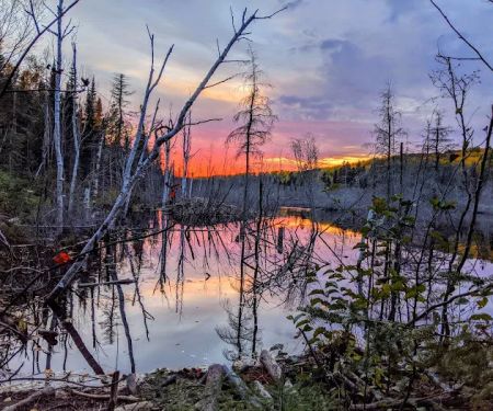 Woodland Caribou Pond Camp