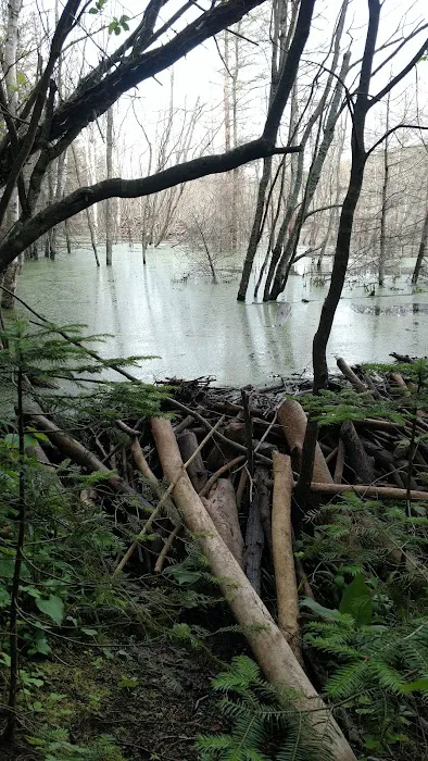 Woodland Caribou Pond Camp Picture 4