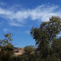 Monterey Oaks ico