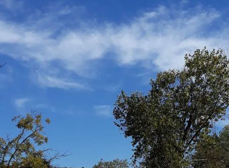Monterey Oaks