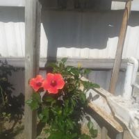 Bryte Mobile Home Park ico