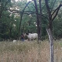 Ethans Forrest ico