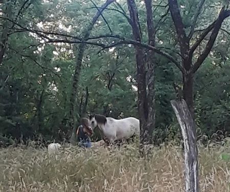 Ethans Forrest