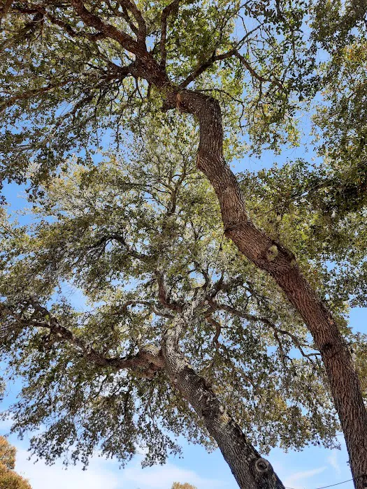Whispering Oaks RV Park Picture 8