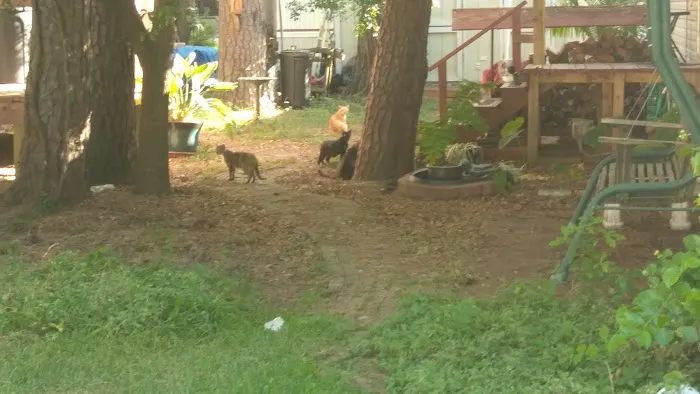 North Pines Picture 5