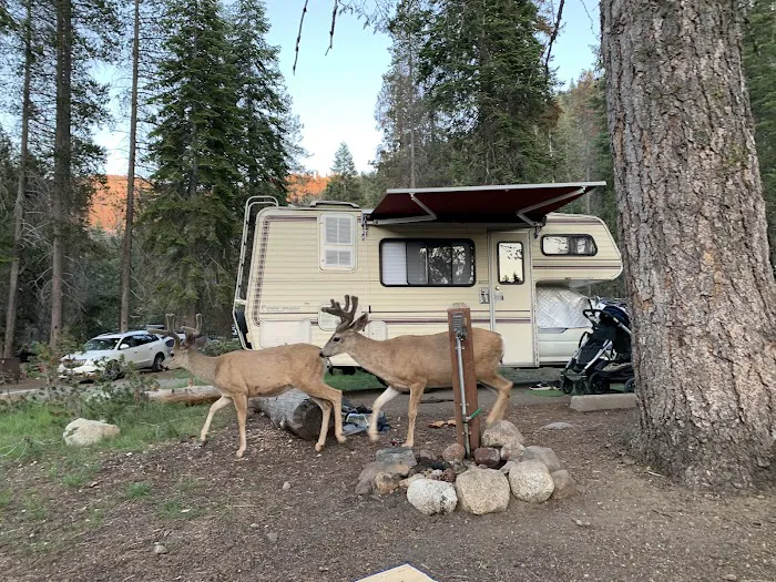 Lodgepole Campground Picture 3