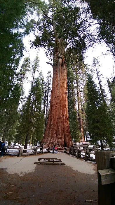 Lodgepole Campground Picture 2