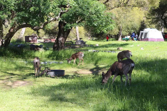 Potwisha Campground Picture 2