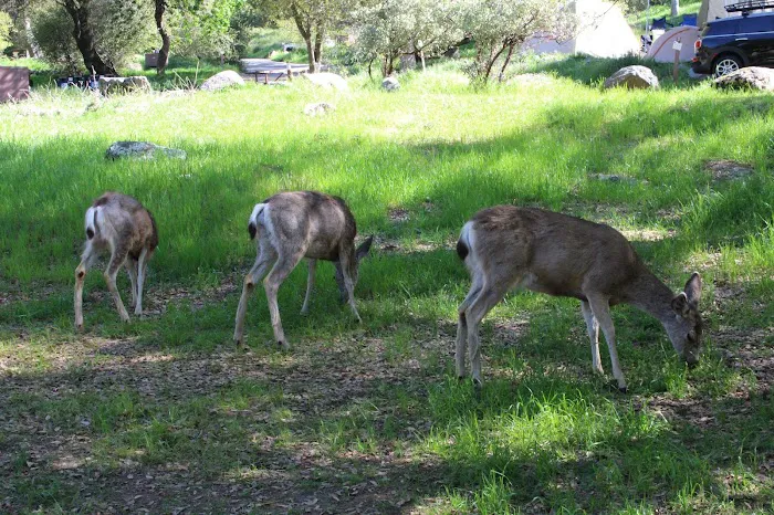 Potwisha Campground Picture 6