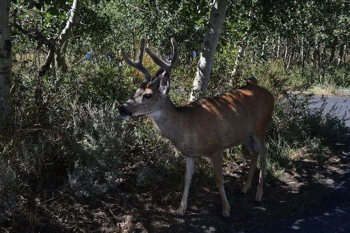 Convict Lake Campground Picture 8