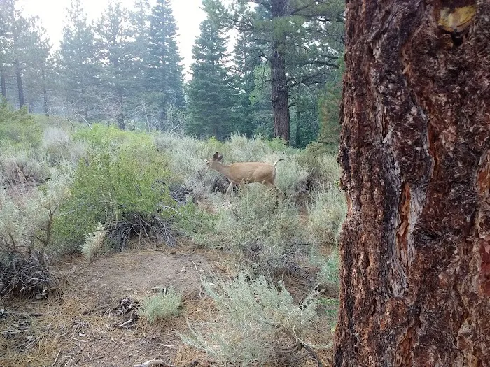 Sherwin Creek Campground Picture 10