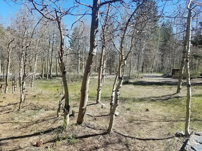 Reversed Creek Campground Picture 5
