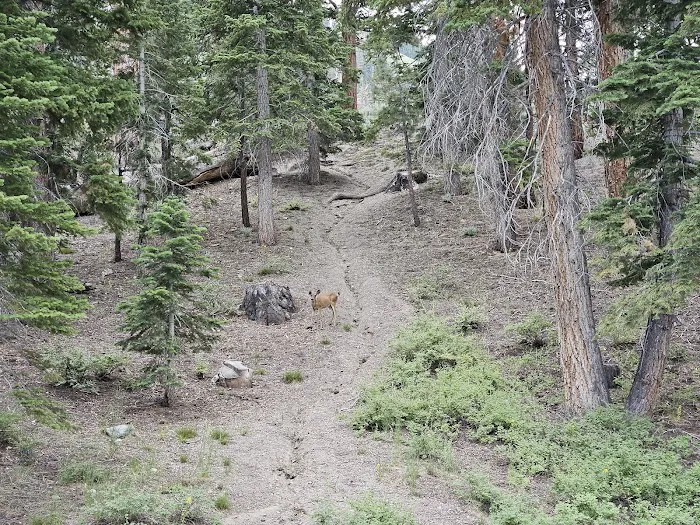 Reversed Creek Campground Picture 8