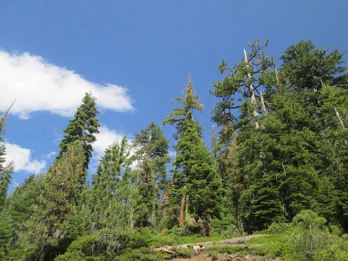 Porcupine Flat Campground Picture 2