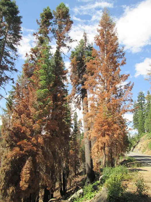 Porcupine Flat Campground Picture 6