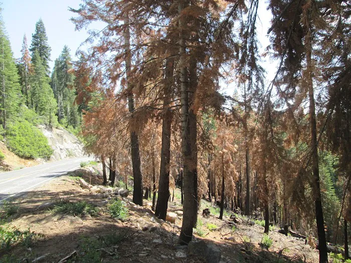 Porcupine Flat Campground Picture 10
