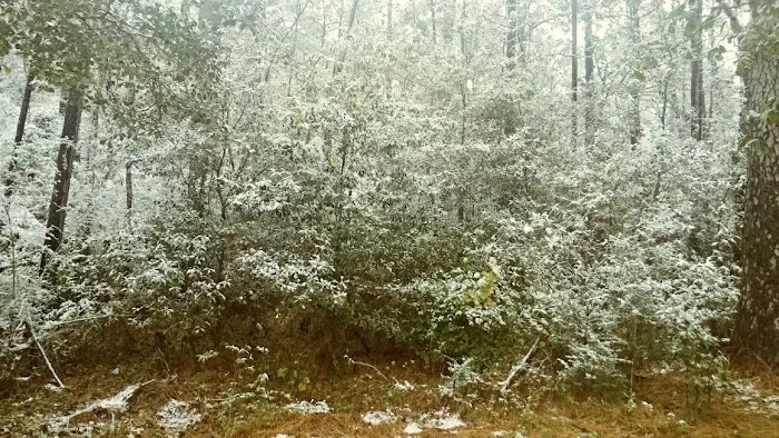 Bayou Forest Village Picture 1