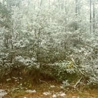 Bayou Forest Village ico