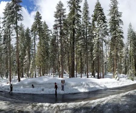 Crane Flat Campground