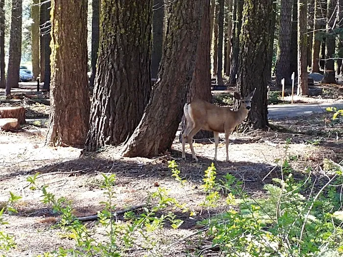 Crane Flat Campground Picture 5